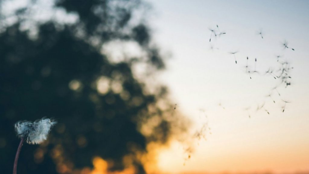 As concentrações de pólen no ar deverão aumentar a partir desta sexta-feira.