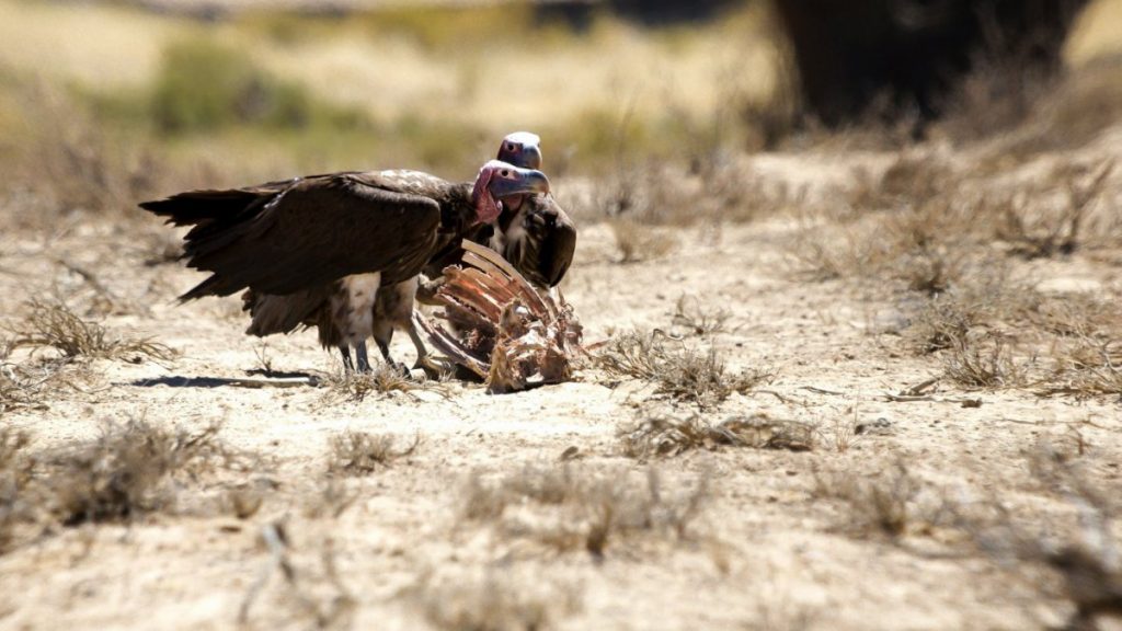 Ataque de abutre em Mogadouro mata novilha após dar à luz