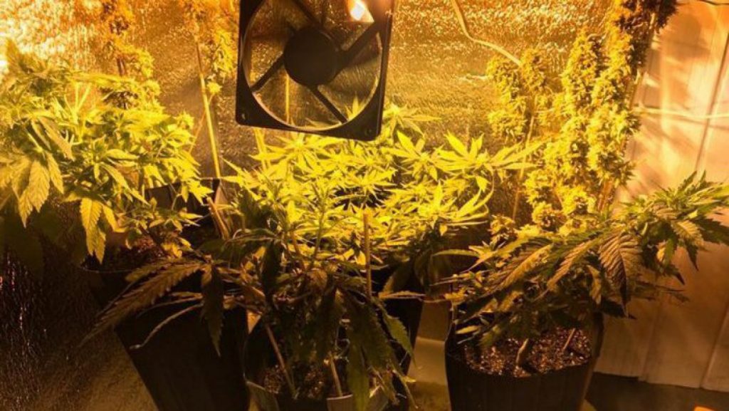 Eles cultivavam maconha em casa e foram presos. GNR fala em “situação anormal”