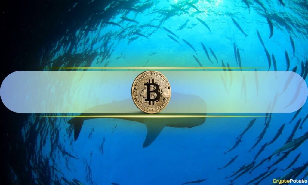 Bitcoin Whale acumula US$ 941 milhões de BTC em 24 horas conforme o preço cai, o que isso significa?
