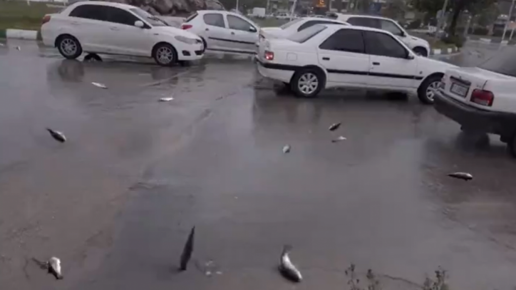 Chuva de peixes.Um fenômeno raro que varre o mundo