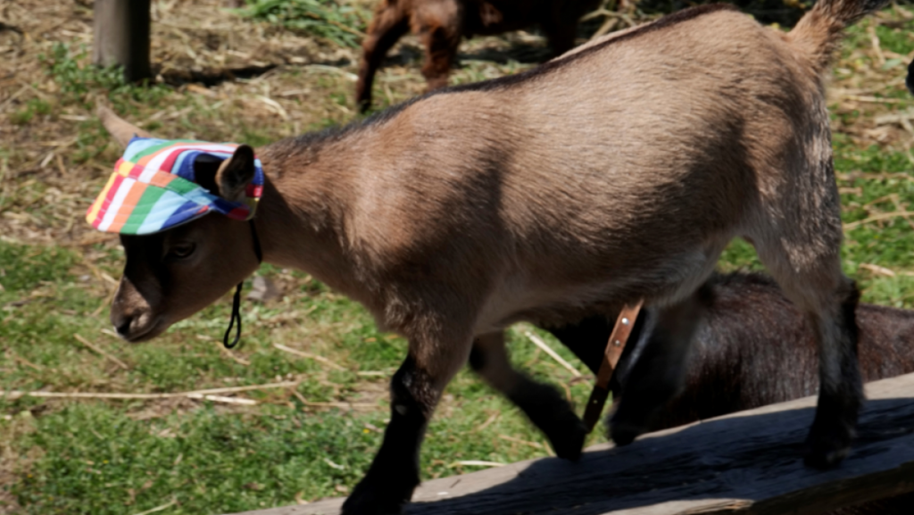 Lembra-se dos patos que viraram a cabeça para ver os meteoros. Vivem na zona de Aveiro e têm uma família numerosa…online?