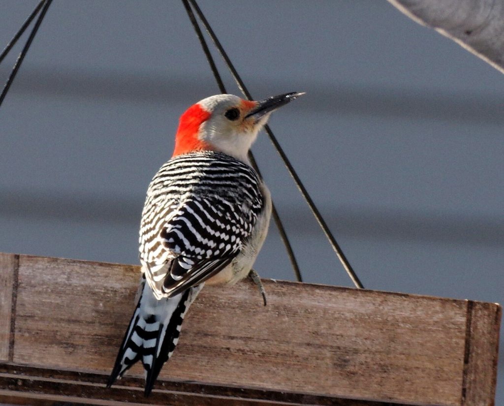 Prairie Lakes Audubon Chapter desenvolverá aplicativo para pássaros – Alexandria Echo Press