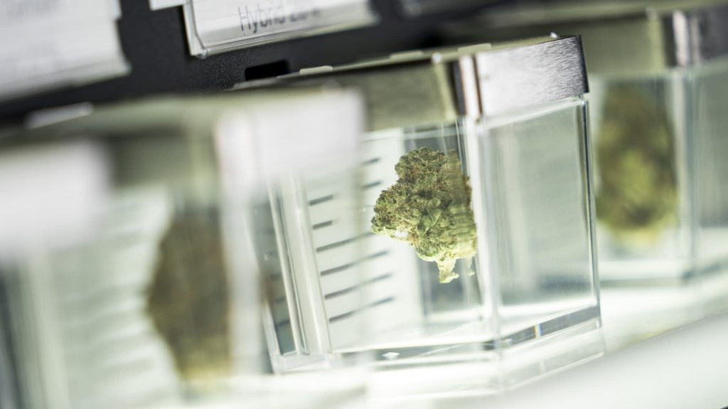 Centenas de pessoas buscam licenças comerciais de cannabis de equidade social nas primeiras 24 horas do programa