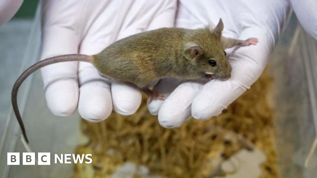 A IA pode acabar com os testes em animais?