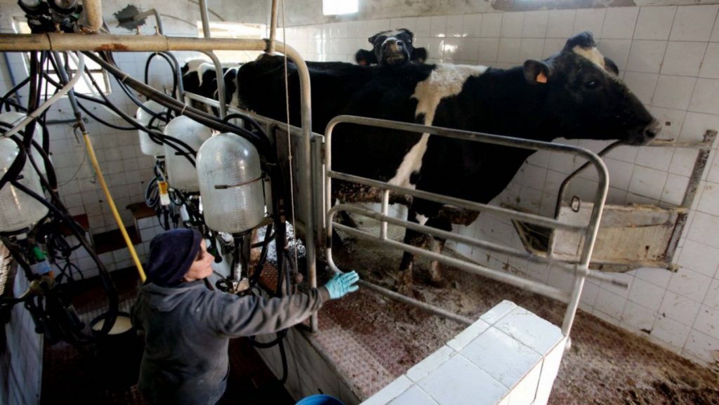 Preços do leite ao consumidor sobem 2 centavos de janeiro a março, produtores esperam quedas