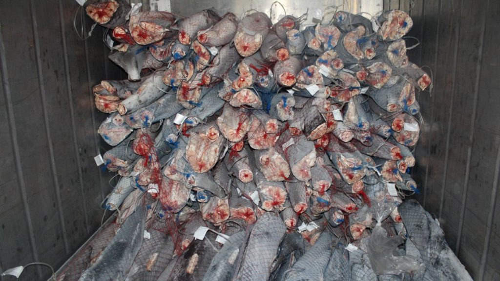 GNR apreende 53 toneladas de tubarão azul no Porto de Leixões