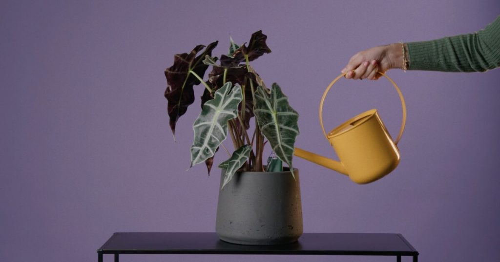 O uso de ferramentas inteligentes torna (quase) impossível matar plantas domésticas.