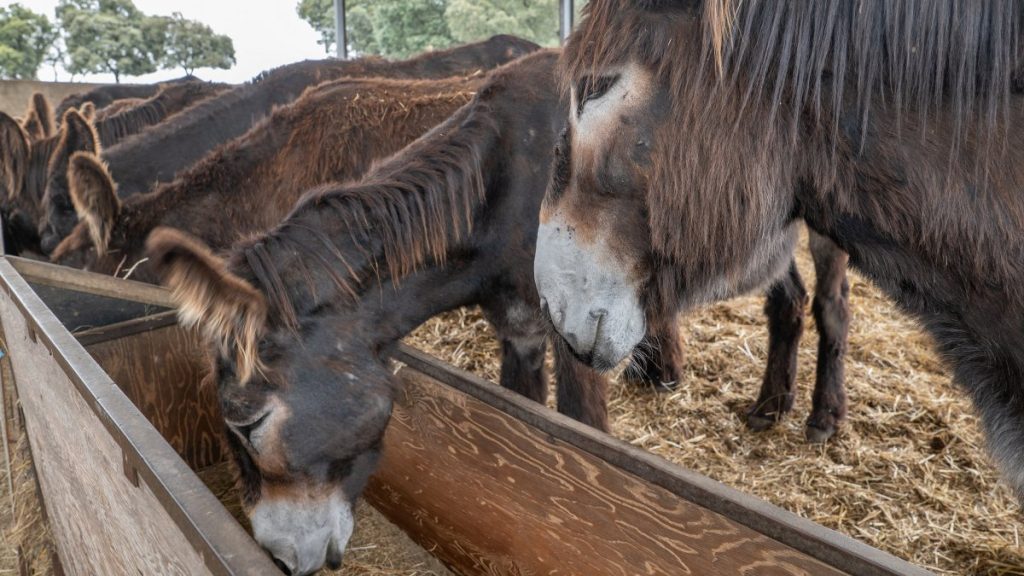 “Um burro só é burro no nome'' – Miranda do Douro tem 13 burros à espera de serem apadrinhados