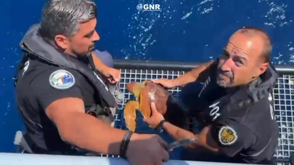 GNR resgata tartaruga na costa de Espanha