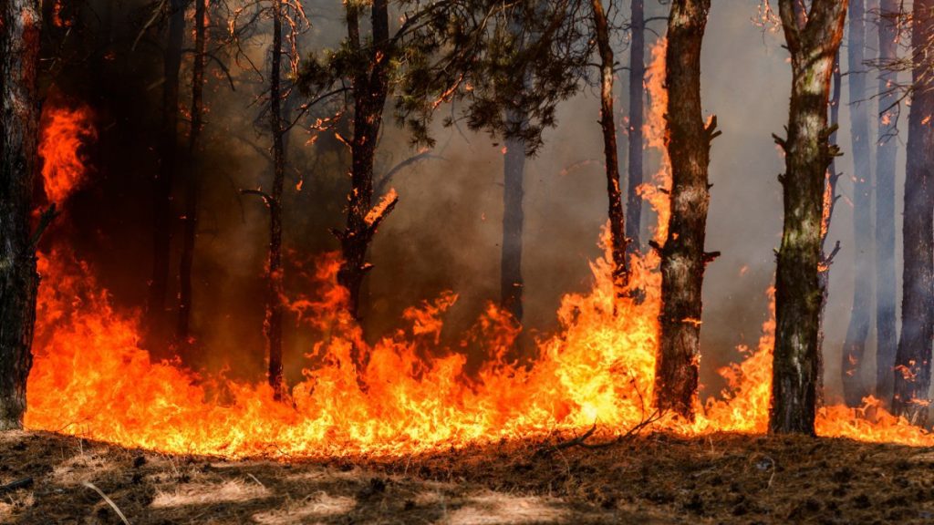 Bragança, Viseu e Guarda em maior risco de incêndio