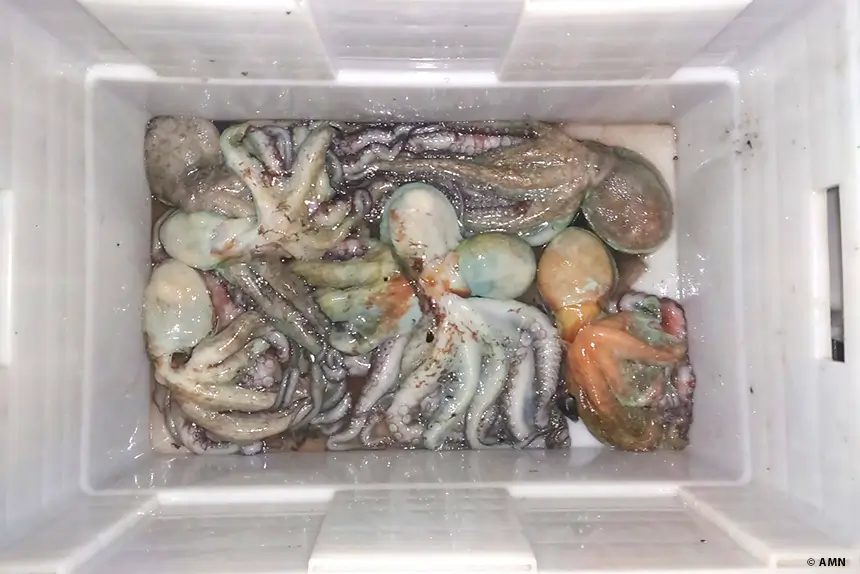 Polícia Marítima apreende 58,6kg de pescado ilegal em Leça da Palmeira