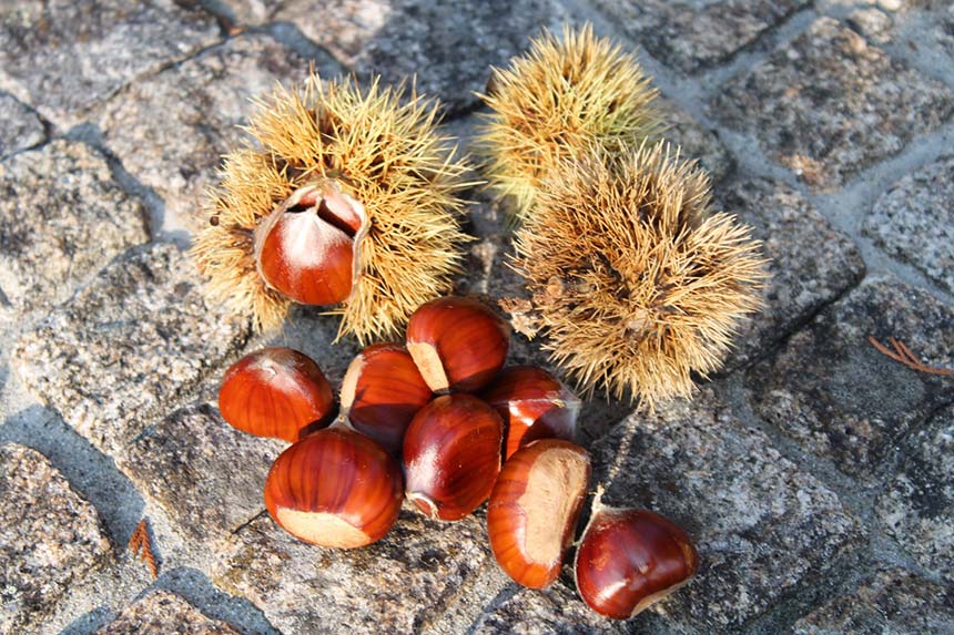 Provérbios e Provérbios de São Martinho